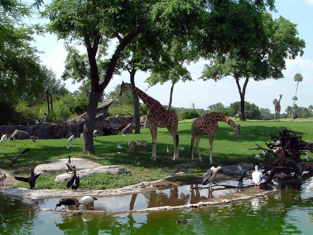 Private tour to Africa Safari Park from Cairo