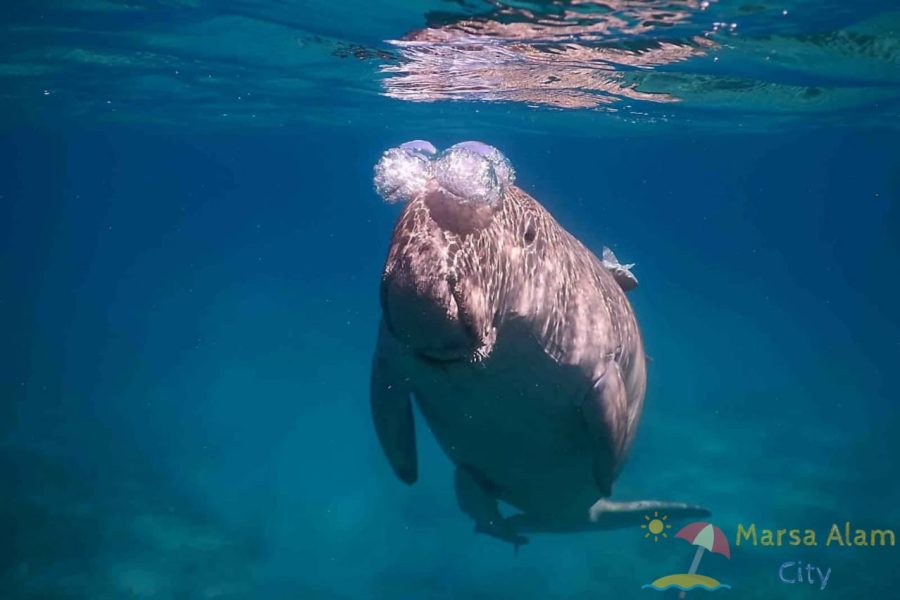 snorkelling for half a day at Abu Dabbab Beach